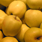 apple, fruits, fresh fruit photo, free stock photo, royalty-free image