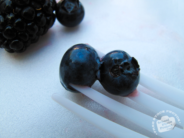 blueberry, berry photos, fruit photos, free photo, stock photos, free picture, stock photography, stock images, royalty-free image