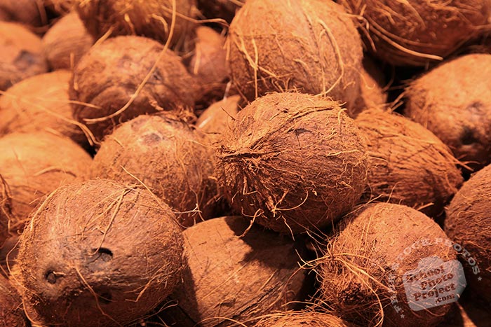 brown coconuts, coconut photo, tropical fruit, fruit photos, free photo, stock photos, free picture, stock photography, stock images, royalty-free image