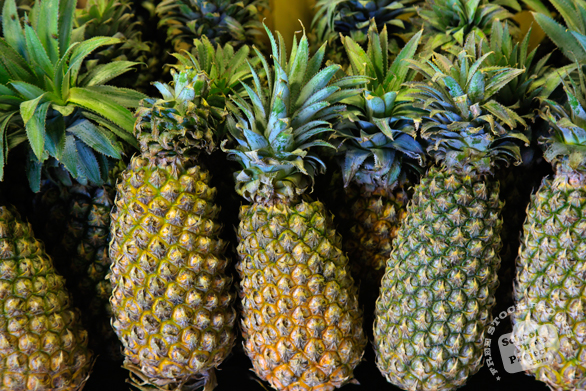 pineapples, pineapple photo, picture of pineapples, tropical fruit photo, free stock photo, free picture, stock photography, stock images, royalty-free image