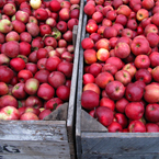 apple, red apple, apple stall, apple apple picture, apple image, fruits, fresh fruit photo, free stock photo, royalty-free image