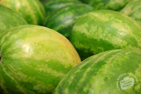 watermelons, fresh watermelons, watermelon photo, picture of watermelons, fruit photo, free stock photo, free picture, stock photography, stock images, royalty-free image