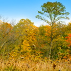 trees, weeds, colorful autumn leaves, fall season foliage, panorama, nature photo, free stock photo, free picture, stock photography, royalty-free image