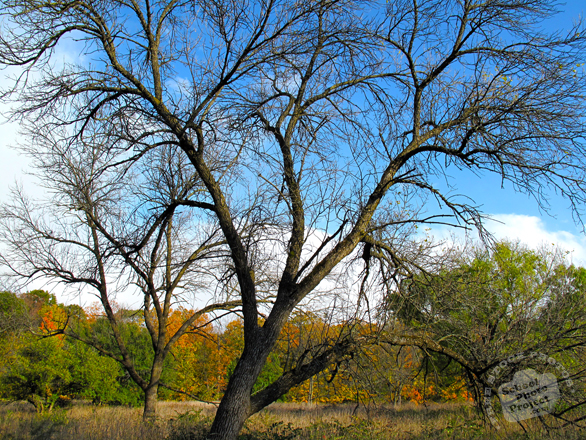 bare trees, oak, maple, meadow, colorful autumn leaves, fall season foliage, panorama, nature photo, free stock photo, free picture, stock photography, royalty-free image