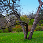 bare trees, oak, maple, grassy, colorful autumn leaves, fall season foliage, panorama, nature photo, free stock photo, free picture, stock photography, royalty-free image