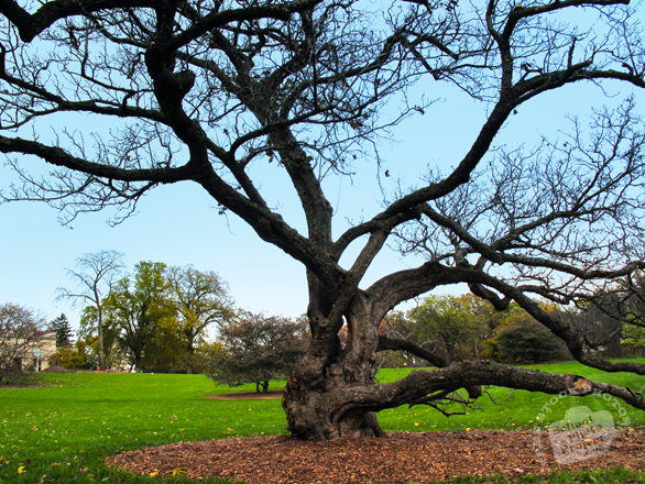 bare trees, oak, maple, meadow, colorful autumn leaves, fall season foliage, panorama, nature photo, free stock photo, free picture, stock photography, royalty-free image