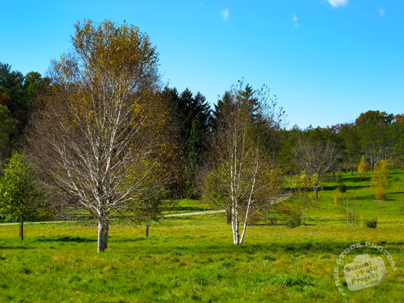 birch tree, bare trees, meadow, colorful autumn leaves, fall season foliage, panorama, nature photo, free stock photo, free picture, stock photography, royalty-free image