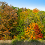 oak, maple, Canada trees, red tree, meadow, colorful autumn leaves, fall season foliage, sunny sky, panorama, nature photo, free stock photo, free picture, stock photography, royalty-free image