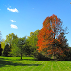 oak, maple, Canada trees, red tree, meadow, colorful autumn leaves, fall season foliage, sunny sky, panorama, nature photo, free stock photo, free picture, stock photography, royalty-free image