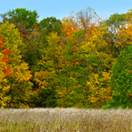 oak, maple, Canada trees, red tree, meadow, colorful autumn leaves, fall season foliage, sunny sky, panorama, nature photo, free stock photo, free picture, stock photography, royalty-free image