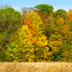 oak, maple, Canada trees, red tree, meadow, colorful autumn leaves, fall season foliage, sunny sky, panorama, nature photo, free stock photo, free picture, stock photography, royalty-free image