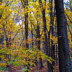 birch trees, maple, forest, tree canopy, colorful autumn leaves, fall season foliage, sunny sky, panorama, nature photo, free stock photo, free picture, stock photography, royalty-free image