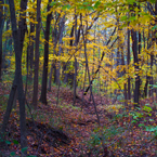 birch trees, maple, forest, tree canopy, colorful autumn leaves, fall season foliage, sunny sky, panorama, nature photo, free stock photo, free picture, stock photography, royalty-free image