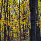 birch trees, maple, forest, tree canopy, colorful autumn leaves, fall season foliage, sunny sky, panorama, nature photo, free stock photo, free picture, stock photography, royalty-free image