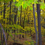 birch trees, maple, forest, tree canopy, colorful autumn leaves, fall season foliage, sunny sky, panorama, nature photo, free stock photo, free picture, stock photography, royalty-free image