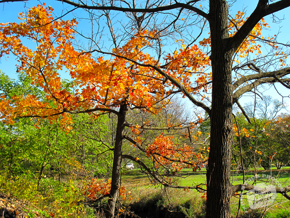 oak tree, maple, sunny sky, colorful autumn leaves, fall season foliage, panorama, nature photo, free stock photo, free picture, stock photography, royalty-free image
