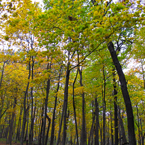 birch trees, maple, forest, tree canopy, colorful autumn leaves, fall season foliage, sunny sky, panorama, nature photo, free stock photo, free picture, stock photography, royalty-free image