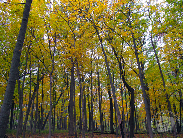 birch trees, maple, forest, tree canopy, colorful autumn leaves, fall season foliage, sunny sky, panorama, nature photo, free stock photo, free picture, stock photography, royalty-free image