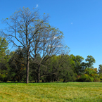 bare trees, oak, maple, meadow, grassy, sunny sky, colorful autumn leaves, fall season foliage, panorama, nature photo, free stock photo, free picture, stock photography, royalty-free image