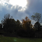 oak, maple trees, grassy, cloudy sky, silhouette, fall season foliage, panorama, nature photo, free stock photo, free picture, stock photography, royalty-free image