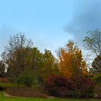 oak, maple trees, grassy, sunny sky, colorful autumn leaves, fall season foliage, panorama, nature photo, free stock photo, free picture, stock photography, royalty-free image