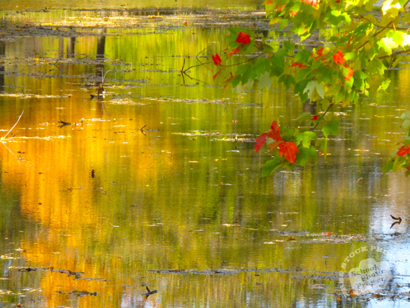 water reflection, creek, river, red maple leaves, fall season foliage, panorama, nature photo, free stock photo, free picture, stock photography, royalty-free image