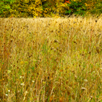 meadow, weeds, grass, oak tree, maple, colorful autumn leaves, fall season foliage, panorama, nature photo, free stock photo, free picture, stock photography, royalty-free image