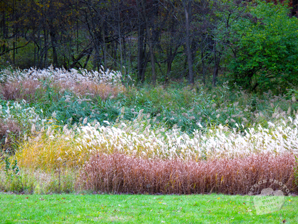 meadow, weeds, grass, oak tree, maple, colorful autumn leaves, fall season foliage, panorama, nature photo, free stock photo, free picture, stock photography, royalty-free image