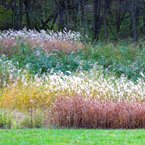 meadow, weeds, cattails, oak tree, maple, colorful autumn leaves, fall season foliage, panorama, nature photo, free stock photo, free picture, stock photography, royalty-free image