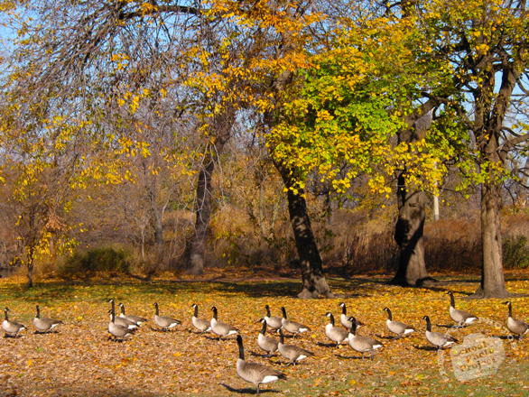 goose, Canada geese, maple, colorful autumn leaves, fall season foliage, sunny sky, panorama, nature photo, free stock photo, free picture, stock photography, royalty-free image