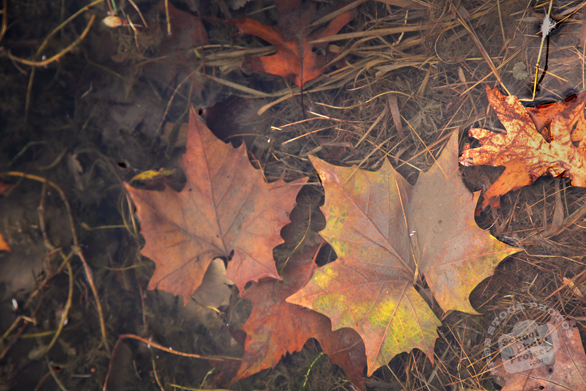 autumn leaves, dead leaf, fall season, water, nature photo, free stock photo, free picture, stock photography, royalty-free image