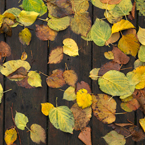 autumn leaves, dead leaf, fall season, nature photo, free stock photo, free picture, stock photography, royalty-free image