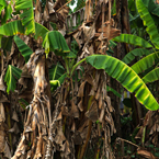 banana trees, banana leaves, tropical plants, nature photo, free stock photo, free picture, stock photography, royalty-free image