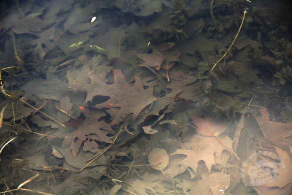 oak leaves, autumn leaves, dead leaf, fall season, under water, nature photo, free stock photo, free picture, stock photography, royalty-free image