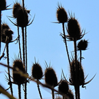 echinacea, plants, dried plants, bushes, silhouette, fall season, autumn, nature photo, free stock photo, free picture, stock photography, royalty-free image