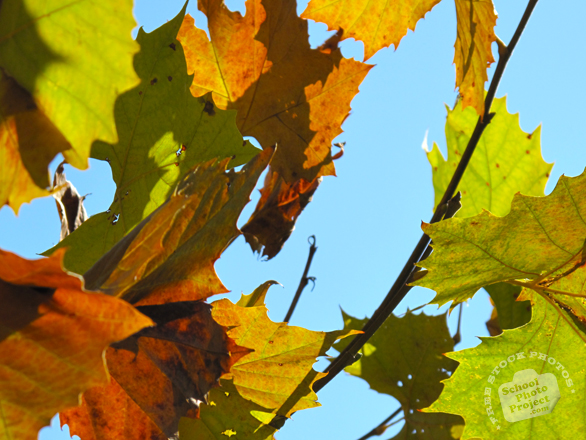 autumn leaves, fall foliage, red yellow leaves, maple leaves, fall season, nature photo, free stock photo, free picture, stock photography, royalty-free image