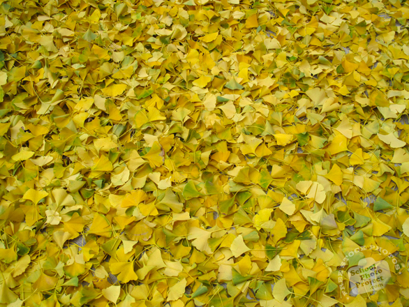 autumn leaves, dried ginkgo leaves, fall season, nature photo, free stock photo, free picture, stock photography, royalty-free image