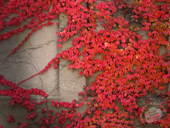 ivy, Boston ivy, vine, red leaves, wall, foliage, fall season, autumn, nature photo, free stock photo, free picture, stock photography, royalty-free image