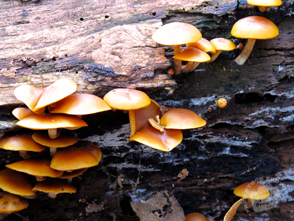 mushrooms, wild mushroom, fungus, fungi, forest, dead tree trunk, habitat, nature photo, free stock photo, free picture, stock photography, royalty-free image