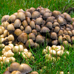 mushrooms, wild mushroom, grass, wet, habitat, nature photo, free stock photo, free picture, stock photography, royalty-free image