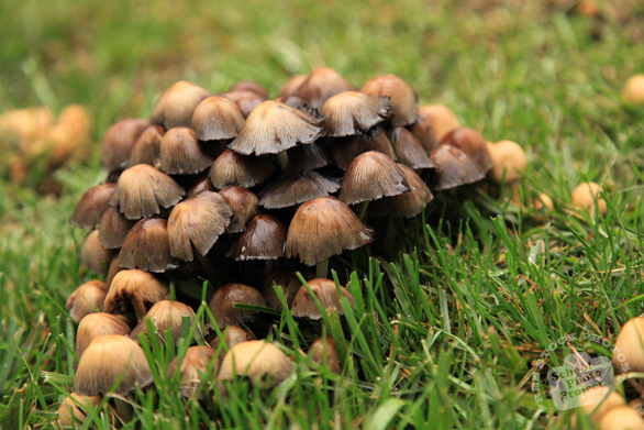 mushrooms, wild mushroom, fungus, fungi, grass, wet, habitat, nature photo, free stock photo, free picture, stock photography, royalty-free image