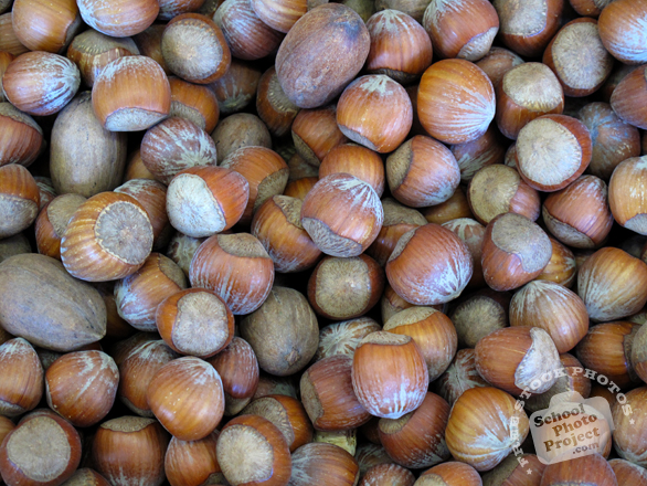 hazelnuts, hazelnut photo, hazelnut in shell, nuts picture, free photo, free download, stock photos, royalty-free image