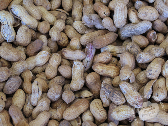 nut, nuts, peanuts, peanut in shell, peanut photo, nuts picture, free photo, free download, stock photos, royalty-free image
