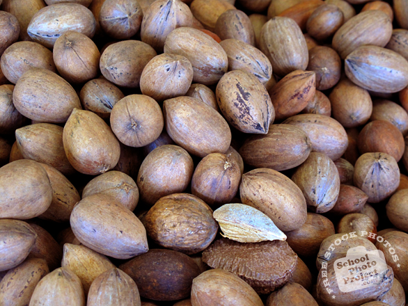 nut, nuts, pecans, pecan photo, pecan in shell, nuts picture, free photo, free download, stock photos, royalty-free image