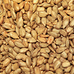 sunflower meat, sunflower seeds, nuts, free stock photo, free image, royalty-free image