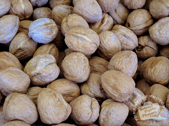 nut, walnut, walnuts, walnut in shell, walnut photo, nuts picture, free photo, free download, stock photos, royalty-free image