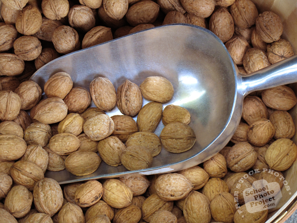 nut, nuts, walnuts, walnuts scooped, walnut photo, nuts picture, free photo, free download, stock photos, royalty-free image