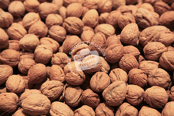 fresh walnut, walnuts, walnut in shell, free stock photo, free image, royalty-free image