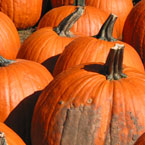 pumpkin, gourds, pumpkin patch, Halloween pumpkin, Halloween celebration, seasonal picture, holidays celebration, free stock photo, free picture, stock photography, royalty-free image