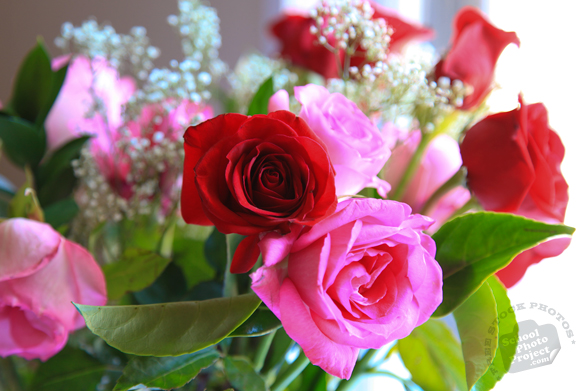 rose, red roses, pink rose, rose bouquet, Valentine's Day, flower vase, seasonal picture, holidays celebration, free stock photo, free picture, stock photography, royalty-free image